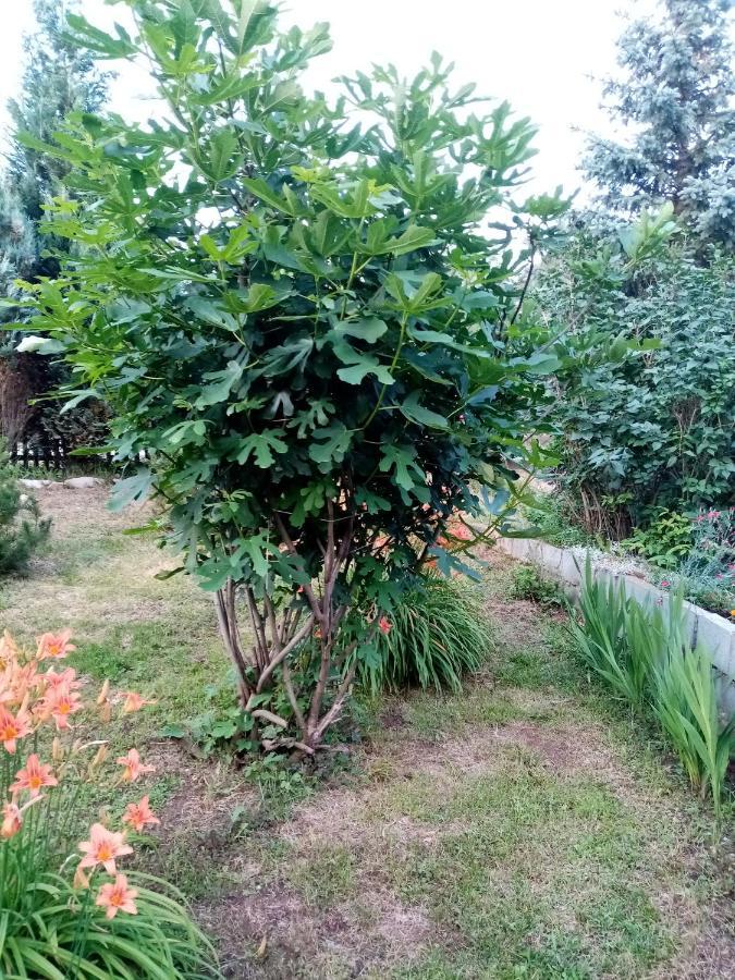 Guesthouse Smiljanic Slavkovica Buitenkant foto